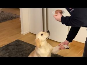 Dog Eats Food in 0