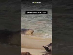 Expirienced trader VS newbie #blockchain #web3 #news #trading #crypto